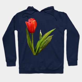 Single Red Tulip Hoodie